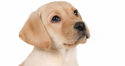 The power of puppy love