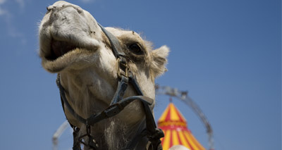 Circus bill absent from Queen's speech