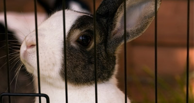 Experts set out vision for rabbit welfare