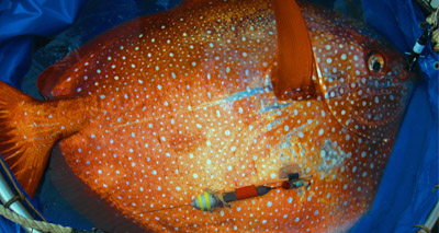 First warm-blooded fish discovered