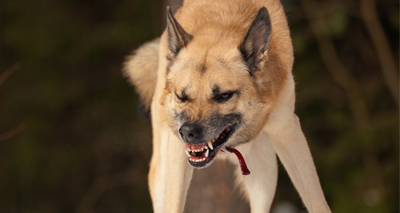 Rise in hospital admissions for dog bites