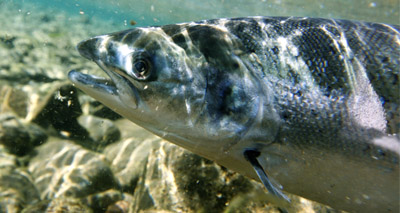 Gene study helps breed disease-resistant salmon