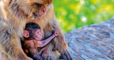 Baby macaque named after royal baby