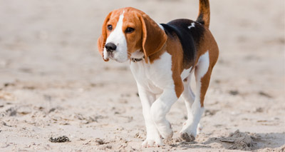 New testing schemes for Beagles approved