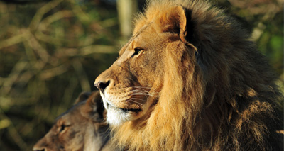 Zambia lifts big cat hunting ban