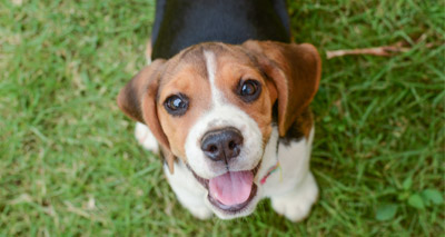 Celebrating Bring Your Dog to Work Day