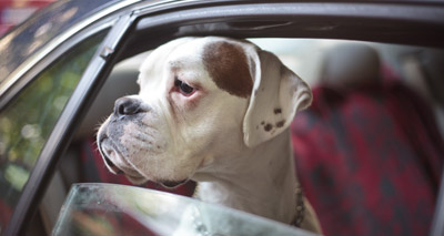 Animal organisations launch hard-hitting campaign