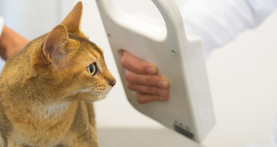Over 3m UK cats not microchipped