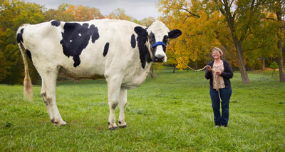 World record for tallest cow ever