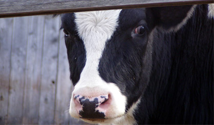 Suspected case of BSE in Ireland