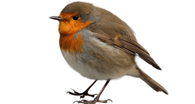 Robin voted UK's national bird