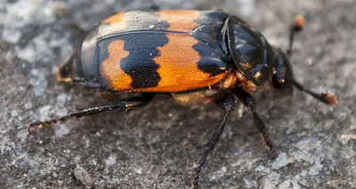 Mothers help inbred beetles live longer