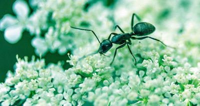 Ants picky over choice of home