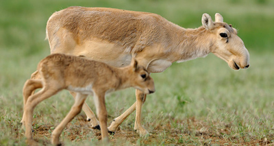 Rare antelope suffers mass die-off