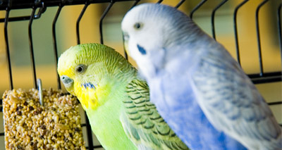 Psittacosis confirmed in bird keeper