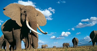 China to phase out ivory market