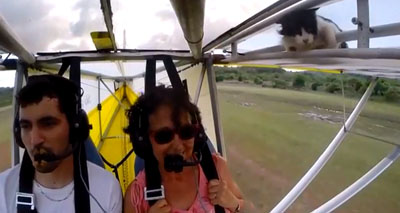 Cat hitches a ride on a microlight
