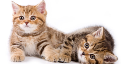 Cats warned not to disrupt elections again