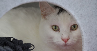 'Compassion' needed to tackle cat overcrowding