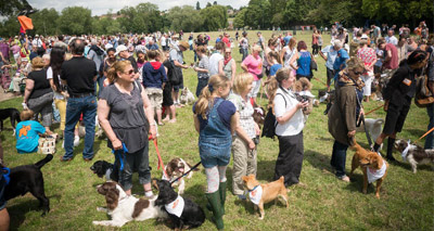Charity beats record for bandana-wearing dogs