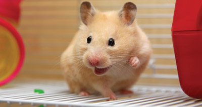 Hamsters happiest in hammocks, study finds