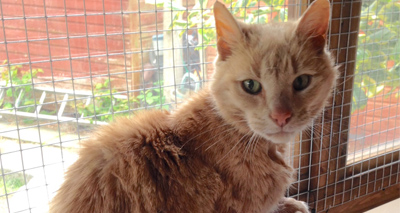 Globetrotting cat sadly passes away