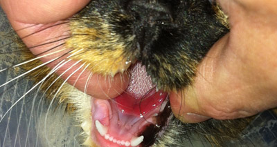 Cat charity highlights dangers of disinfectants