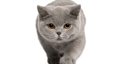 Baby mice exposed to cat urine 'less likely to flee' in future