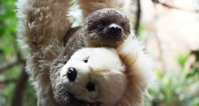 Baby sloth raised by teddy bear