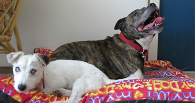 Staffie acts as 'guide dog' for his blind friend