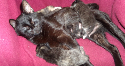 Abandoned cat nurses orphan kittens
