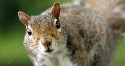 'Drunk' squirrel causes chaos at bar
