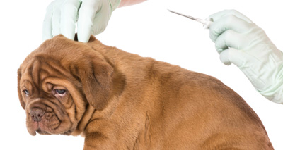 Quarter of dogs still not chipped, vets estimate