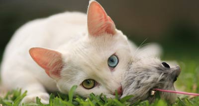 Cat charity warns of skin cancer risk