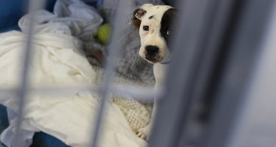 Huge rise in abandoned dogs