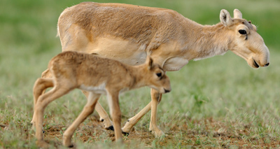 Race to save rare antelope after mystery deaths