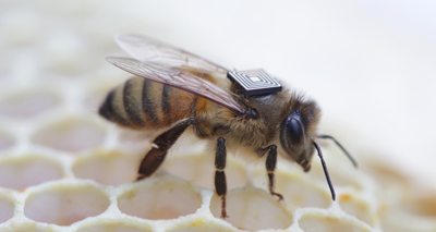 Bee behaviour monitored using micro-sensors