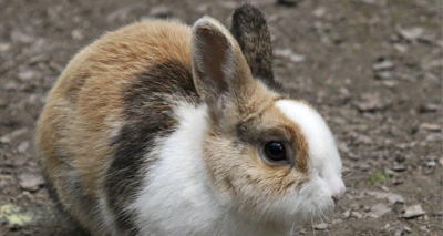 Rabbits 'suffering in silence' - SSPCA