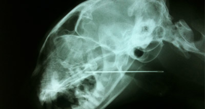 Survey reveals items most commonly ingested by cats