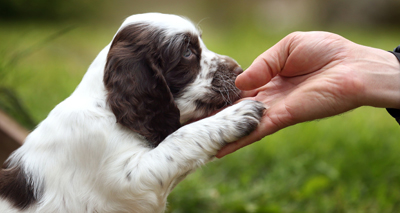 Dogs celebrated across the globe