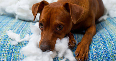 Pet owners urged to focus on welfare