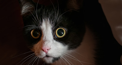 'Huge spike' in missing pets, charity reports