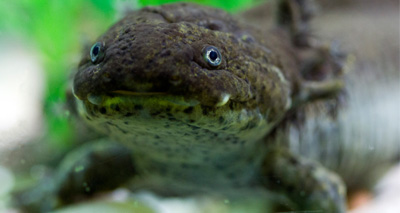 Breeding hopes for rare amphibian