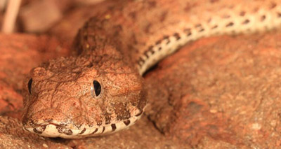 New death adder species discovered