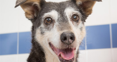 Elderly dog raises thousands for poorly pets