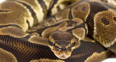 Snakes discovered in Queensland toilets