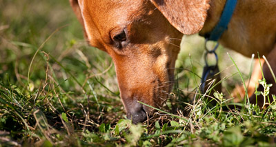 Dogs 'rely on memory more than smell'