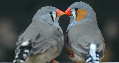 Birds in love make better parents, study finds