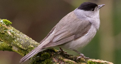 Bird food encourages blackcaps