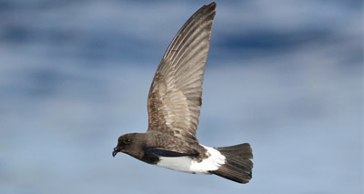 Good news for rare seabird